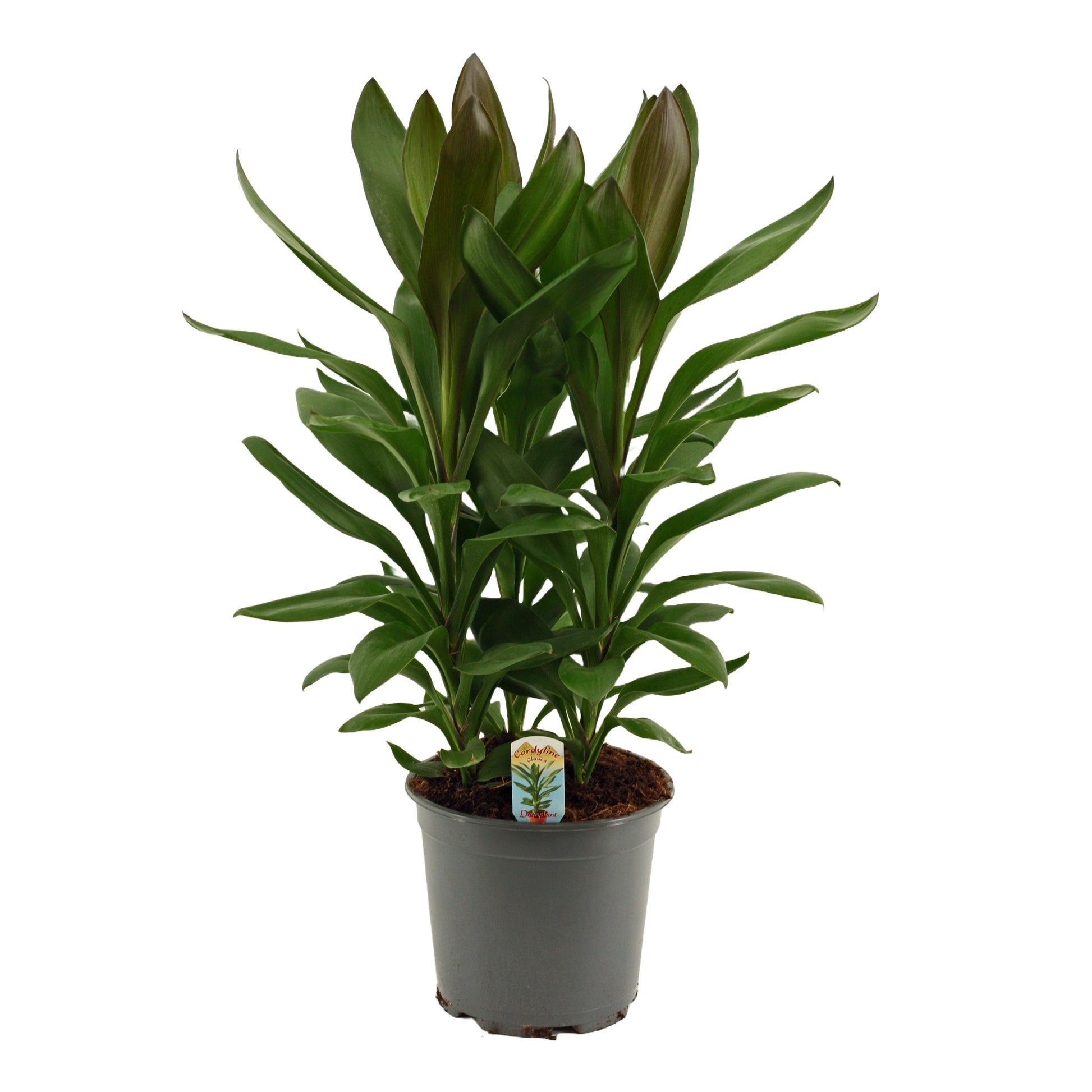Cordyline frut. Glauca 60cm 19cm Pot