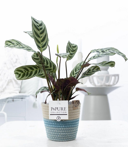 Ctenanthe burle-marxii 25cm 12cm Pot