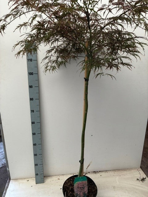 Acer Garnet 120cm 26cm Pot