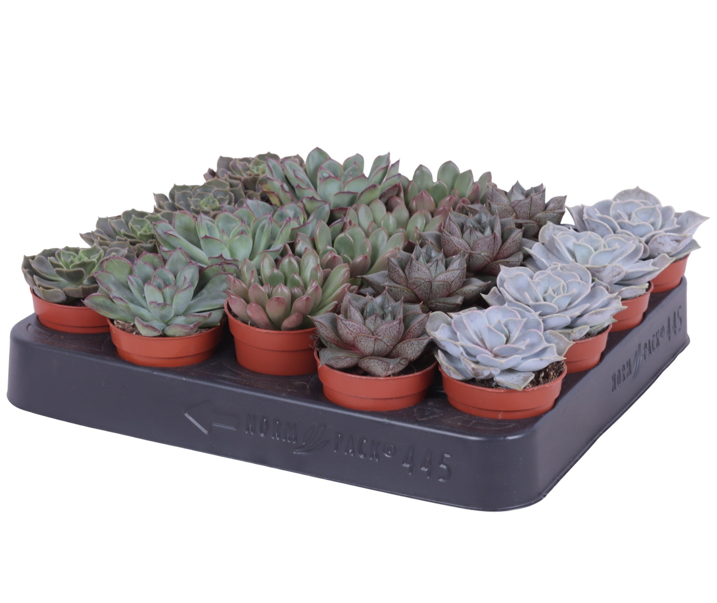 Oriental-Edelcactus Echeveria Hybrid Pack of 20
