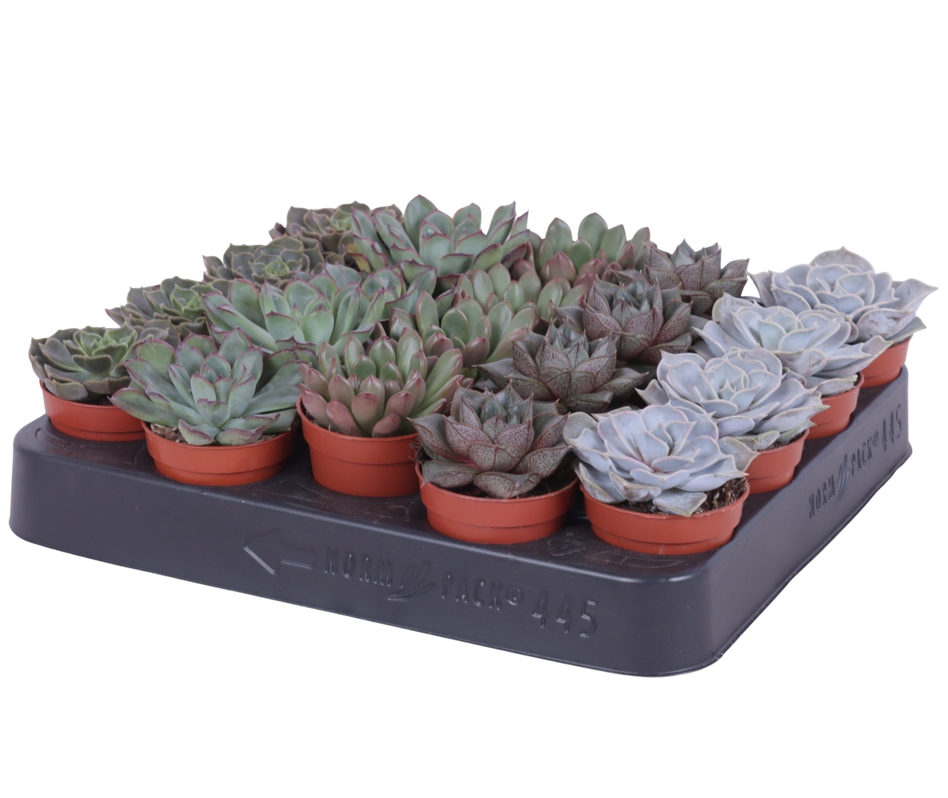 Oriental-Edelcactus Echeveria Hybrid Pack of 20