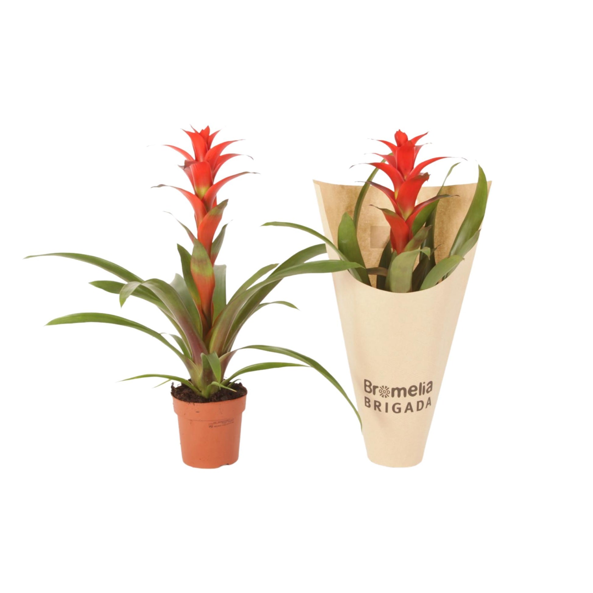 Guzmania Allura 45cm 12cm Pot