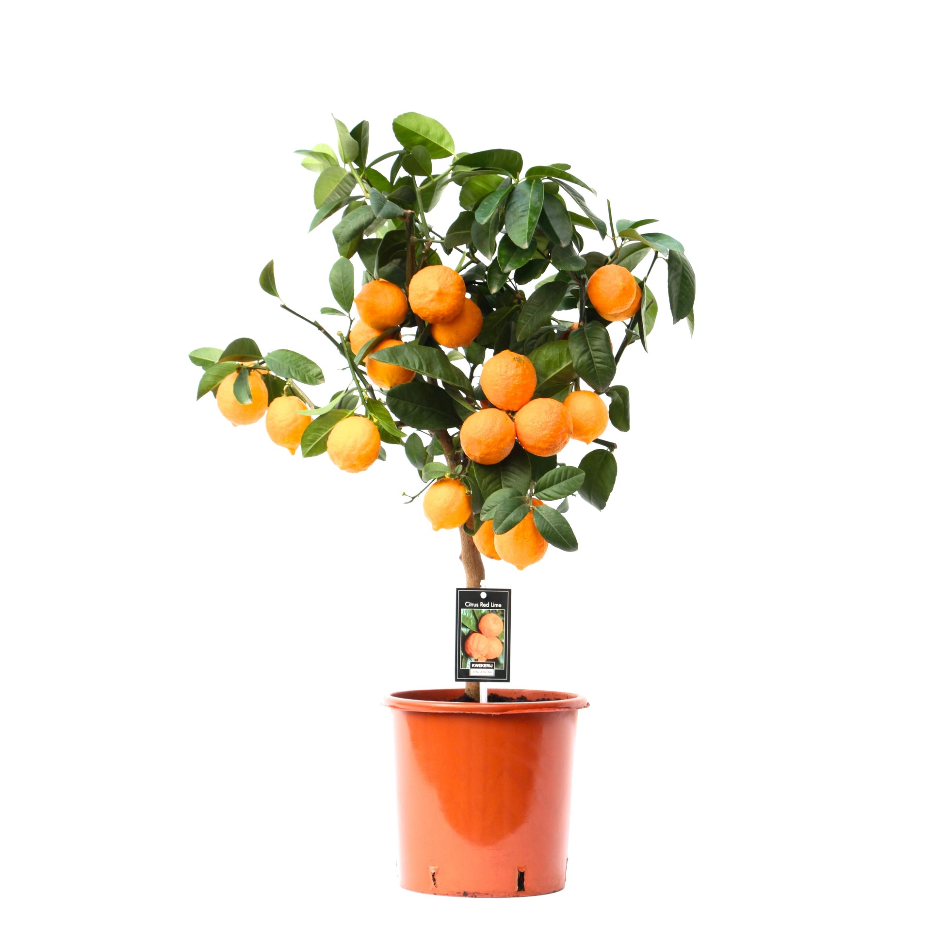 Jongerling, Kwekerij Citrus Red Lime standard Pack of 1
