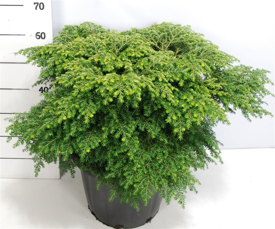 Tsuga canadensis 60cm 38cm Pot