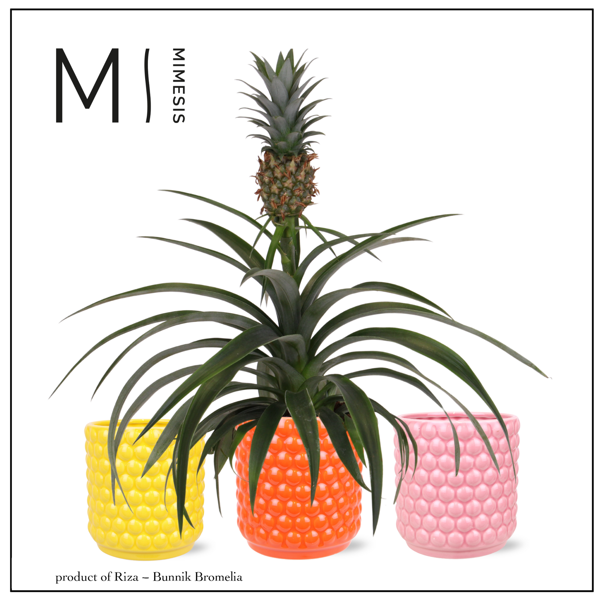 Ananas Mi Amigo (+ drp.ceramic) 35cm 12cm Pot