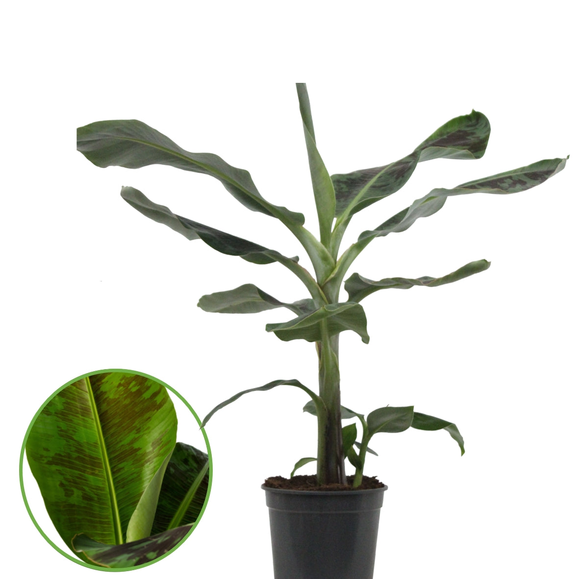Musa Dwarf Cavendish 80cm 21cm Pot