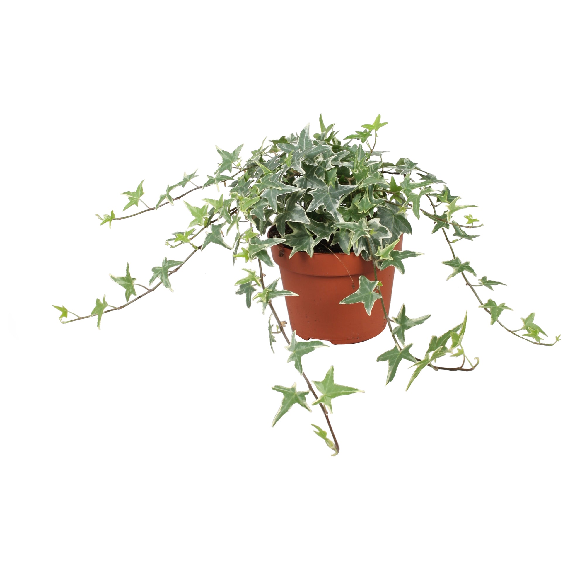 Vireo-Hedera plant BV Hedera helix Mona Lisa Pack of 8