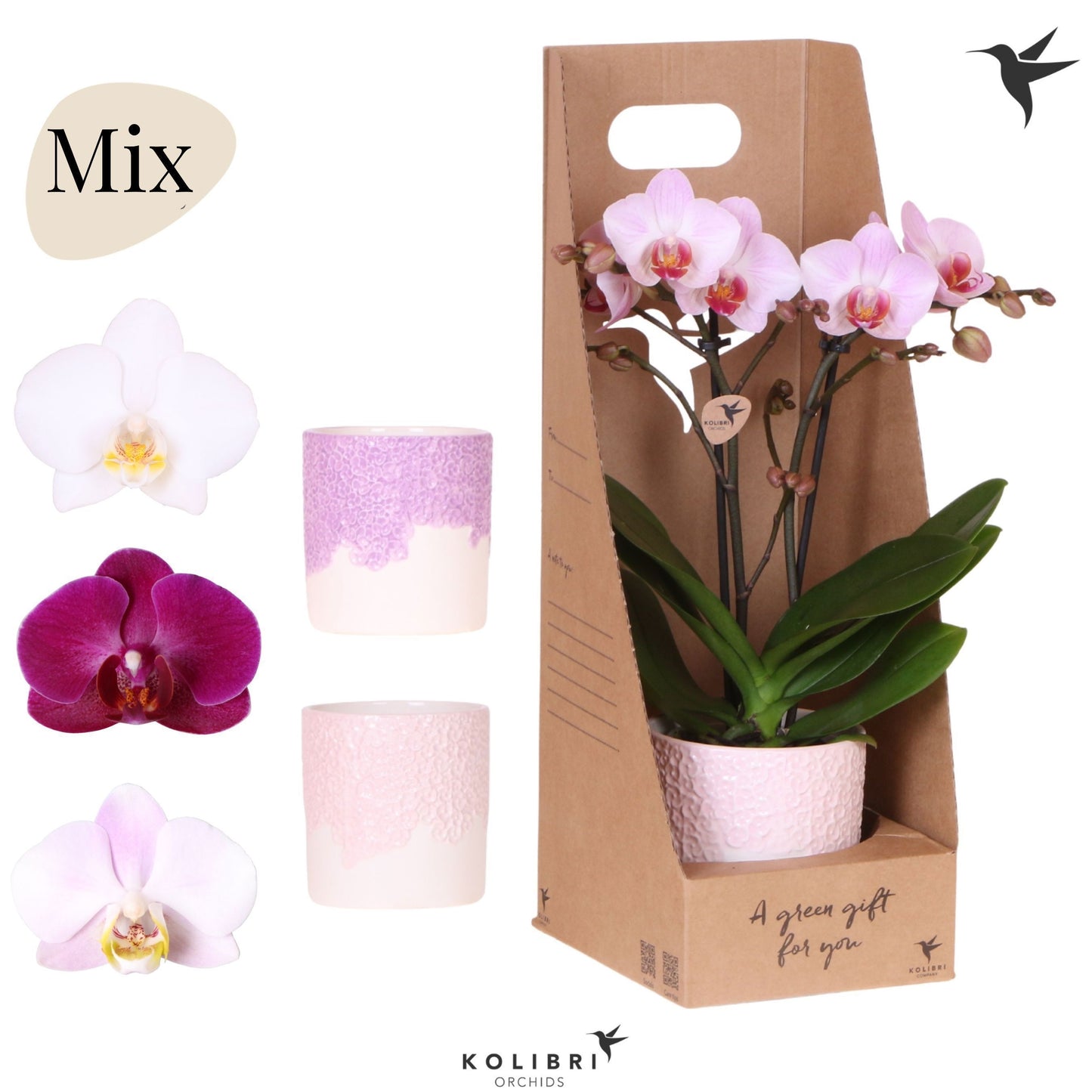 Phalaenopsis mix 40cm 9cm Pot