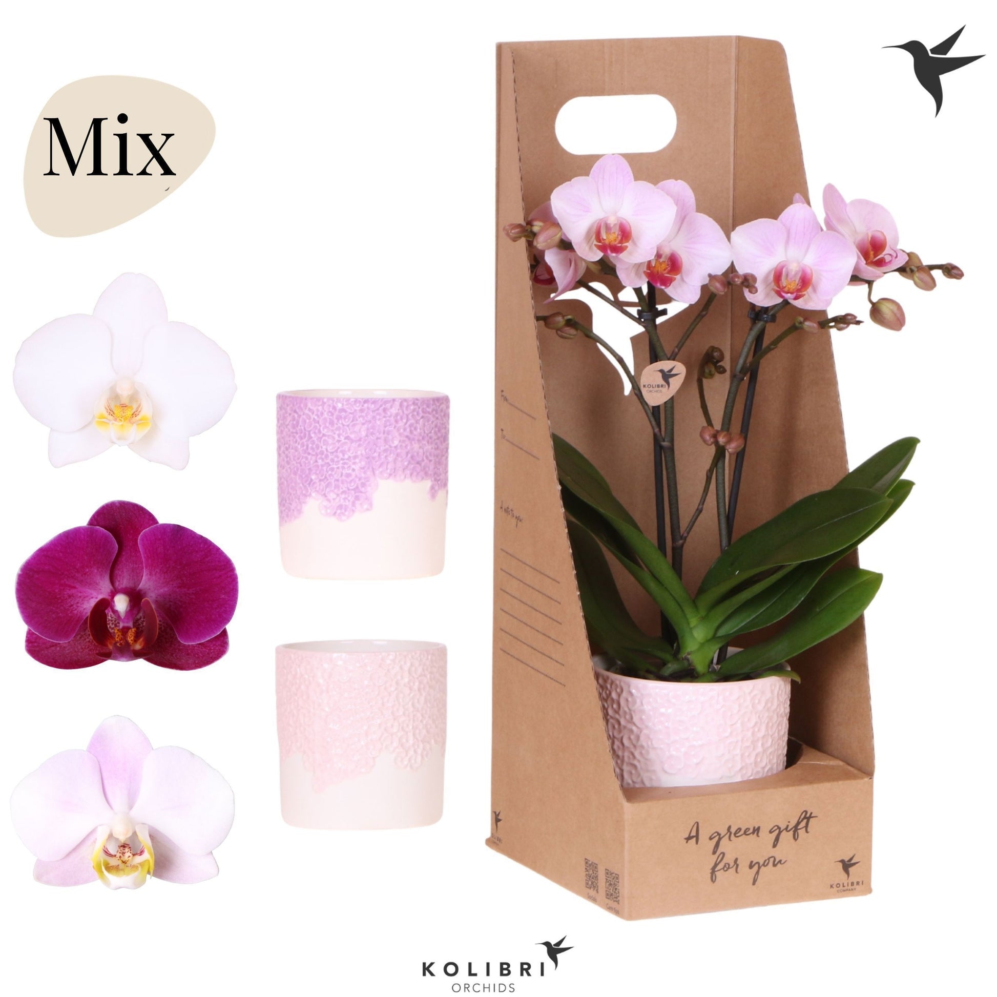 Phalaenopsis mix 40cm 9cm Pot