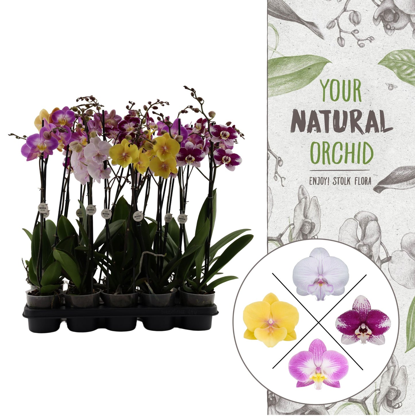 Phalaenopsis mix 60cm 12cm Pot