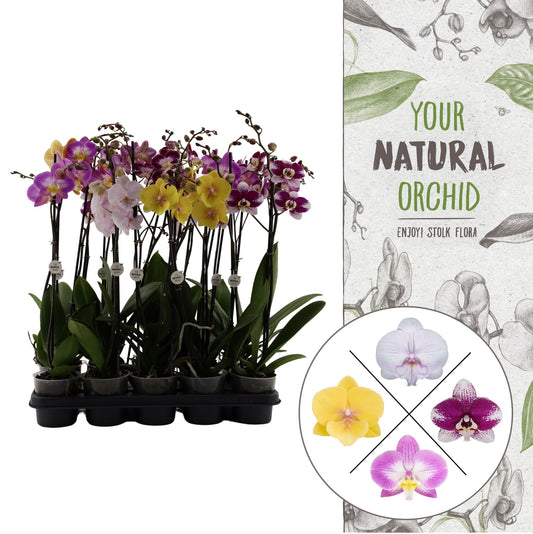 Phalaenopsis mix 60cm 12cm Pot