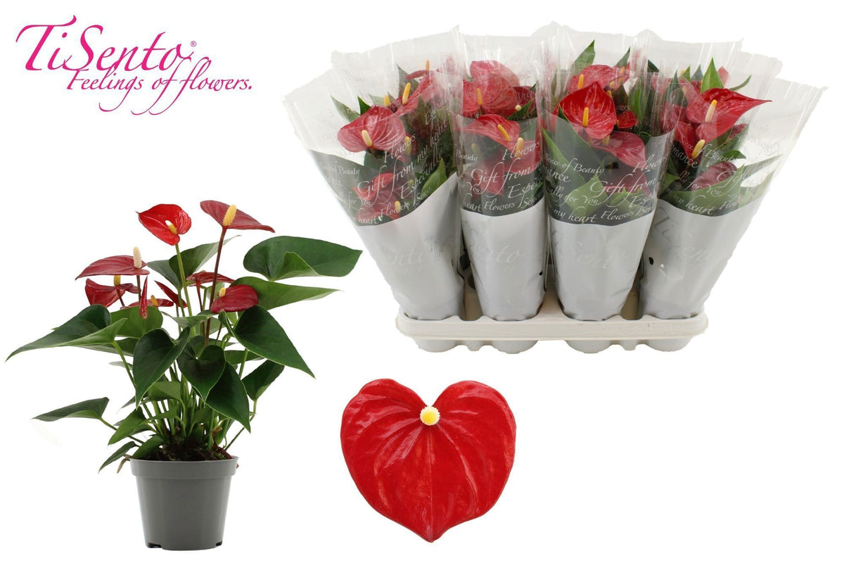 Anthurium Micra 25cm 9cm Pot