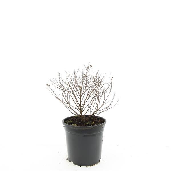 Spiraea japonica Little Princess 25cm 14cm Pot