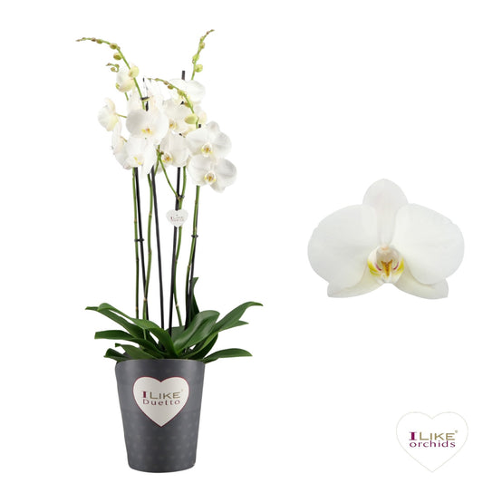 Phalaenopsis Lunar Landings 70cm 17cm Pot