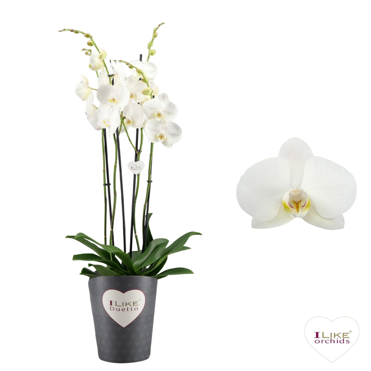 Phalaenopsis Lunar Landings 70cm 17cm Pot