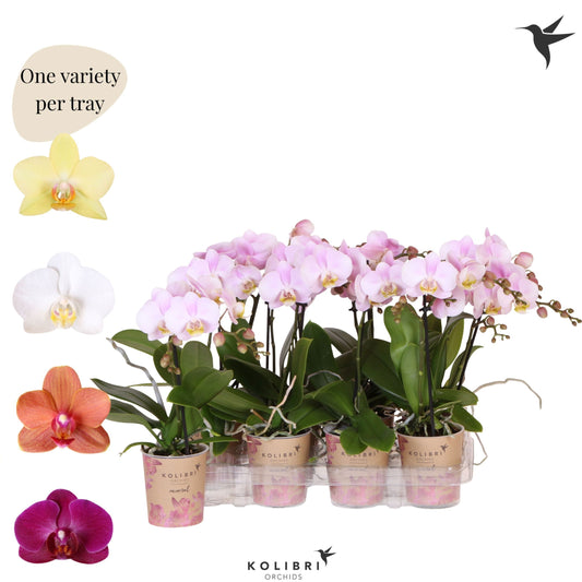 Kolibri Orchids Phalaenopsis Mineral diverse 1 spike 40cm 9cm Pot