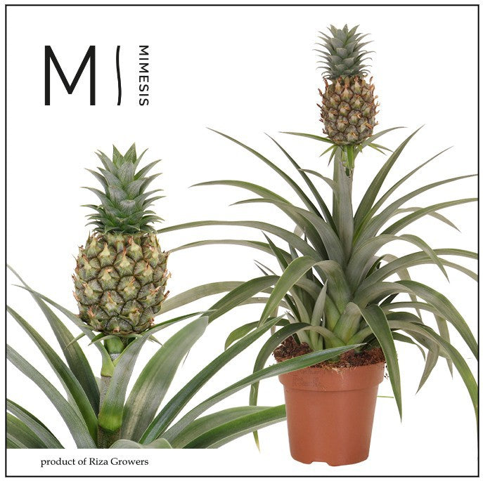 Riza Bromelia Specialist Ananas Mi Amigo Pack of 8