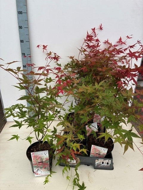Acer Deshojo 65cm 19cm Pot