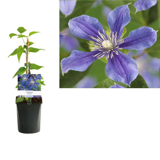 Clematis Arabella 40cm 11cm Pot
