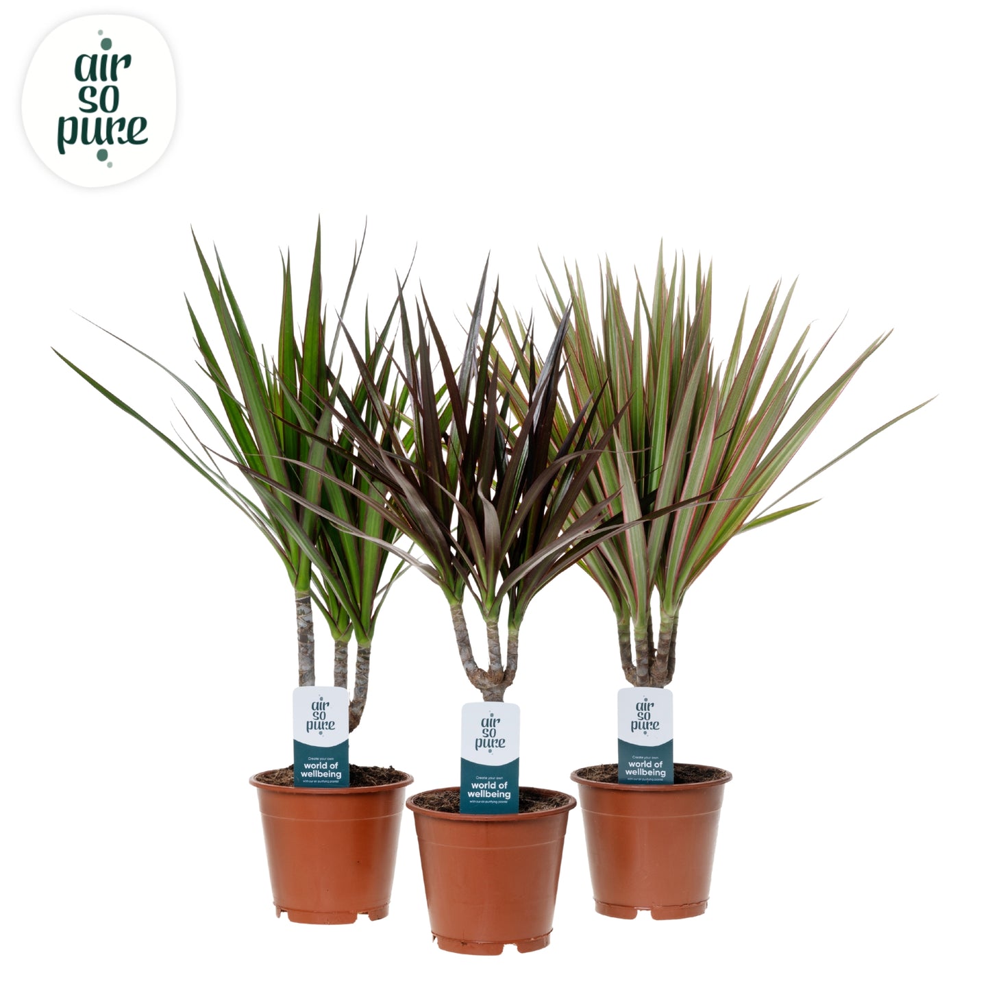 Forever Plants Group Dracaena marginata mix Pack of 10