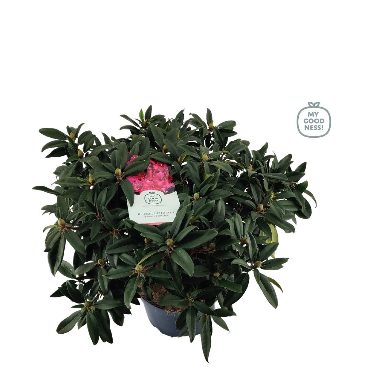 Rhododendron hippophaeoides 90cm 34cm Pot