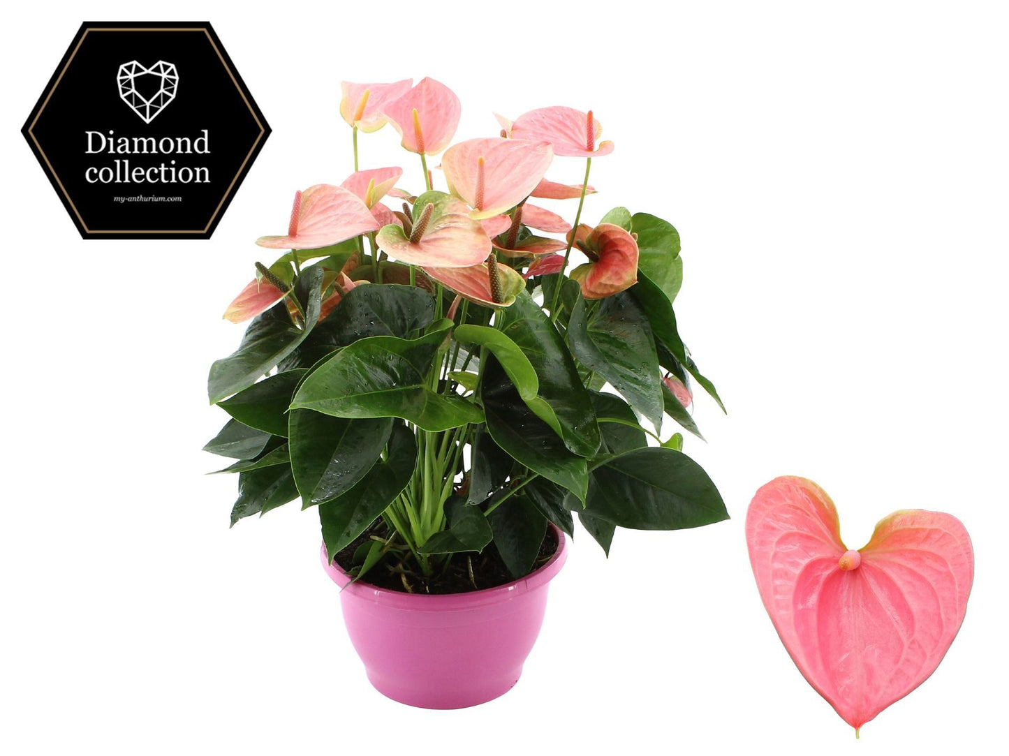 Anthurium Princess Amalia Elegance 50cm 25cm Pot