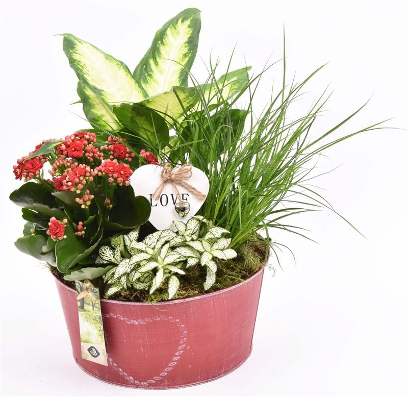 Indoor arrangement 23cm Pot