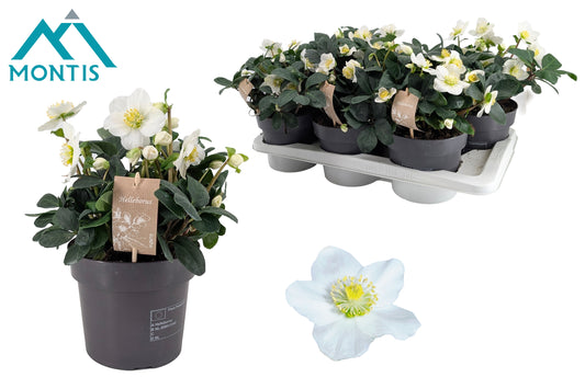 Helleborus niger Christmas Carol 26cm 15cm Pot