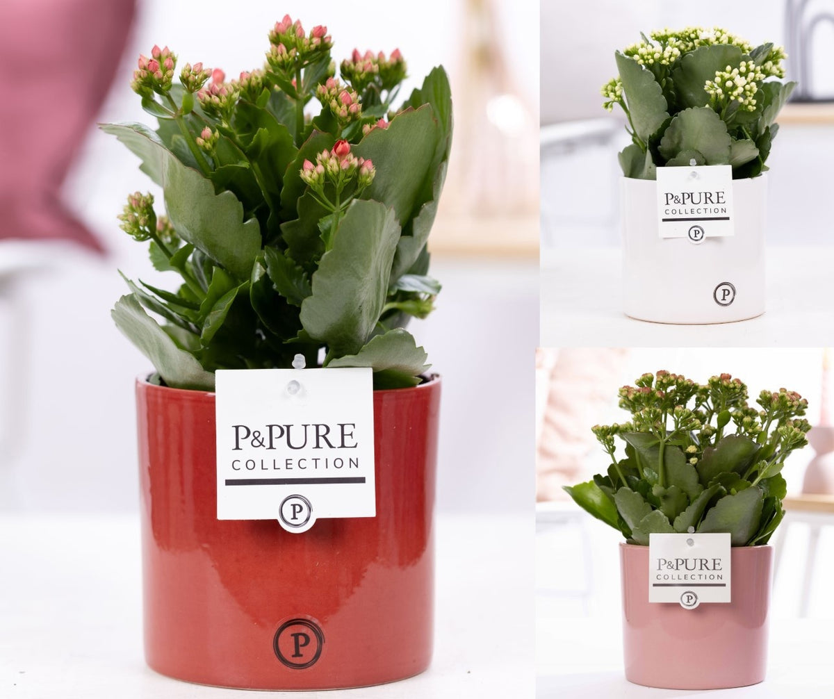 Kalanchoe Rosalina mix 27cm 12cm Pot