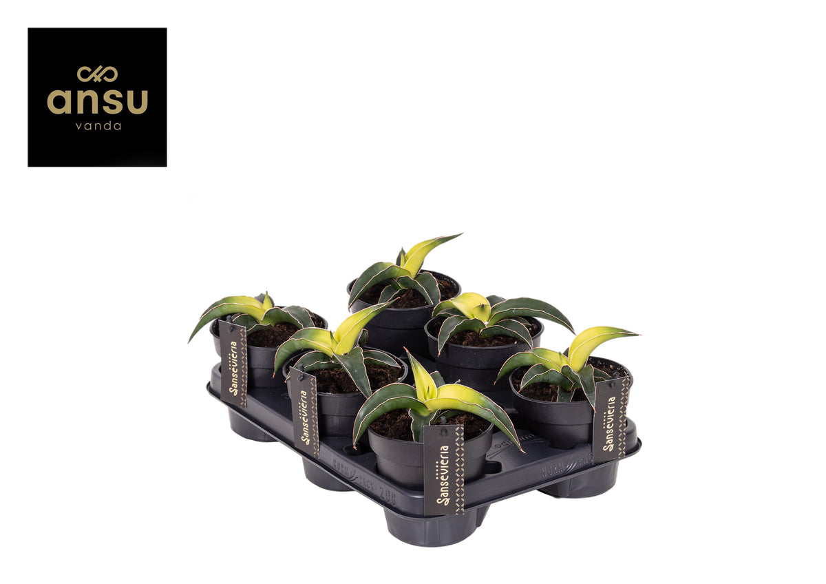 Sansevieria Star Canary 18cm 12cm Pot