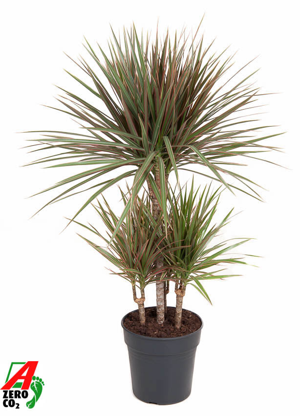Dracaena Bicolor 100cm 21cm Pot