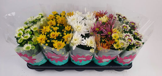 Chrysanthemum indicum 23cm 12cm Pot