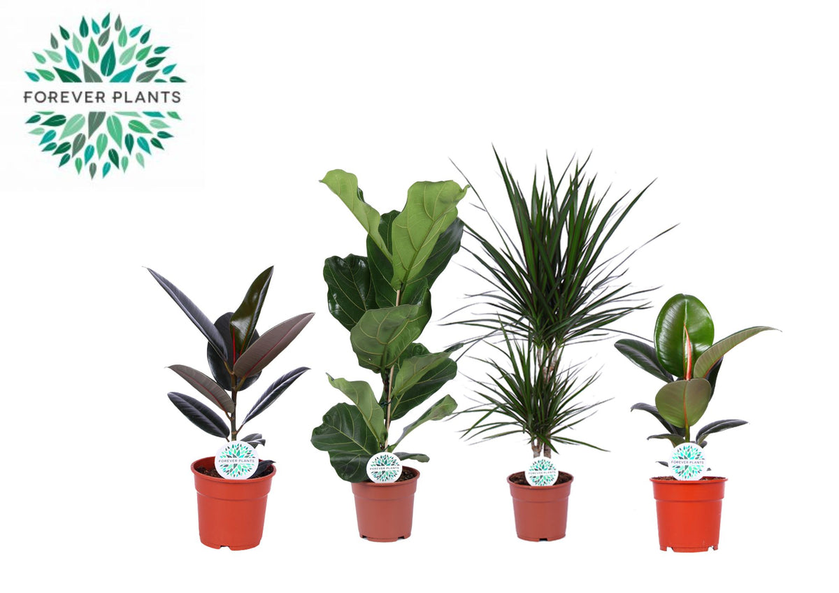 Foliage houseplants mix 60cm 17cm Pot
