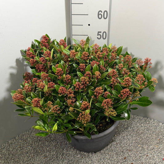 Skimmia japonica Rubesta 60cm 32cm Pot