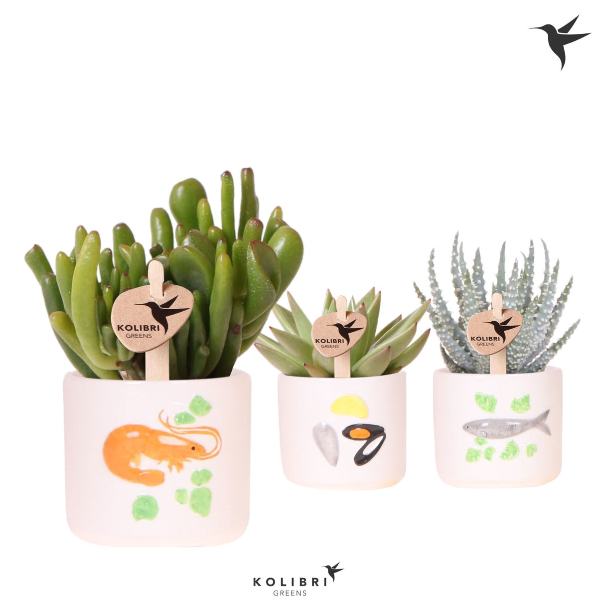 Succulent mix 13cm 6cm Pot