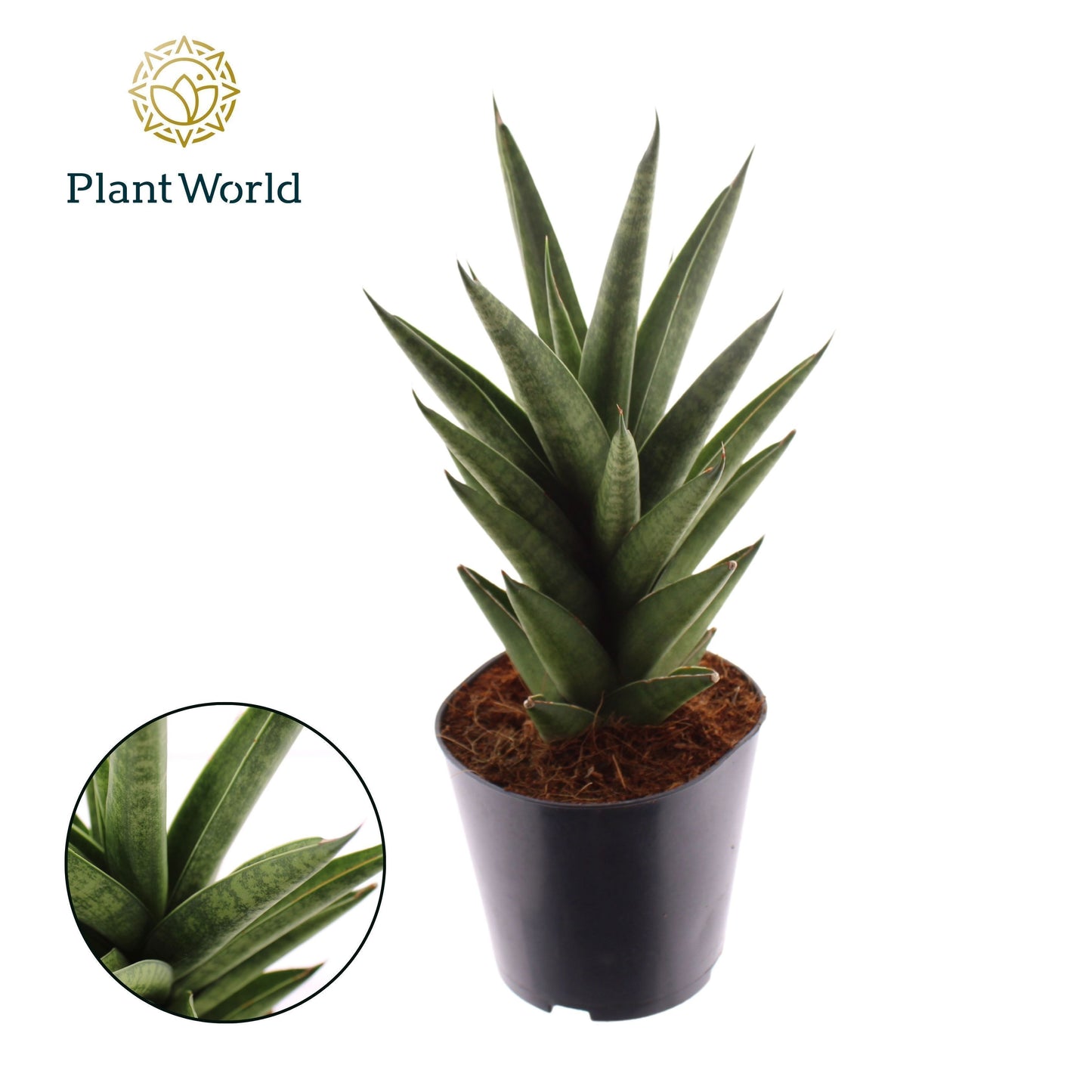 Sansevieria cylindrica 30cm 12cm Pot