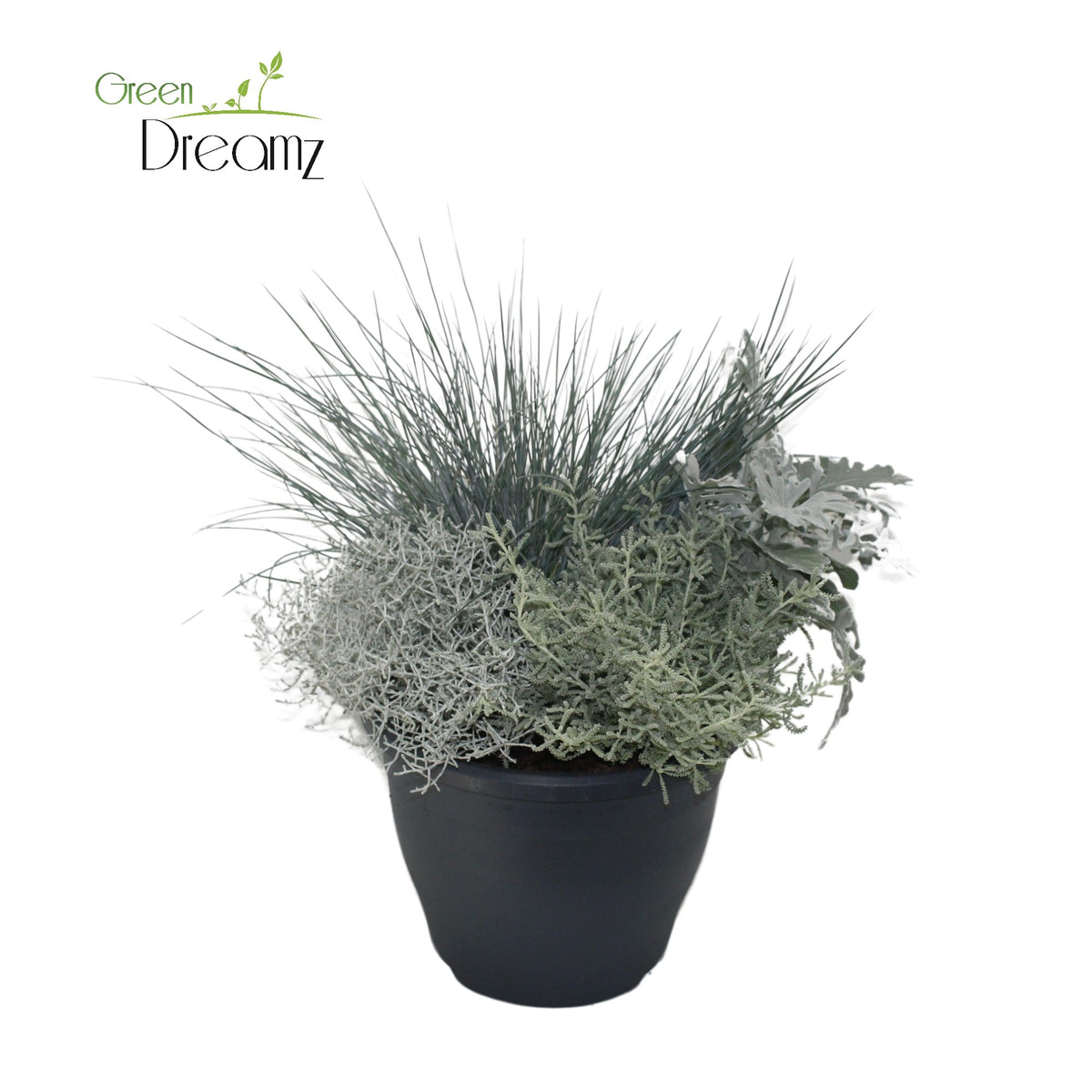 Annual plants assorti 25cm 23cm Pot