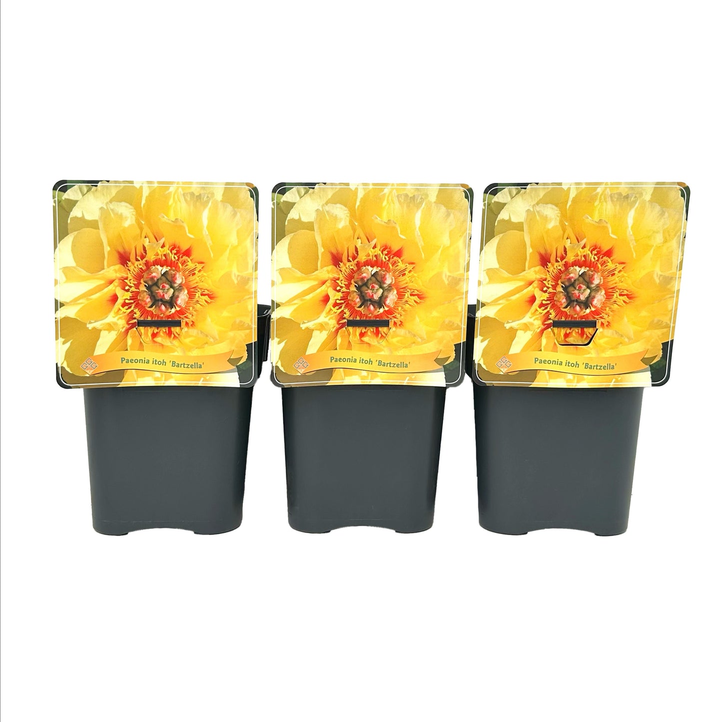 Gebr. Griffioen Paeonia Itoh Bartzell Pack of 1