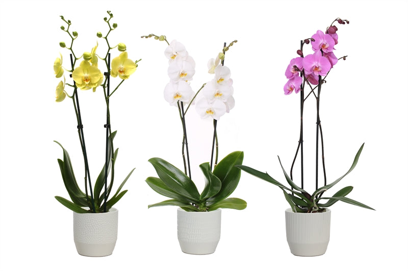Phalaenopsis mix 55cm 12cm Pot