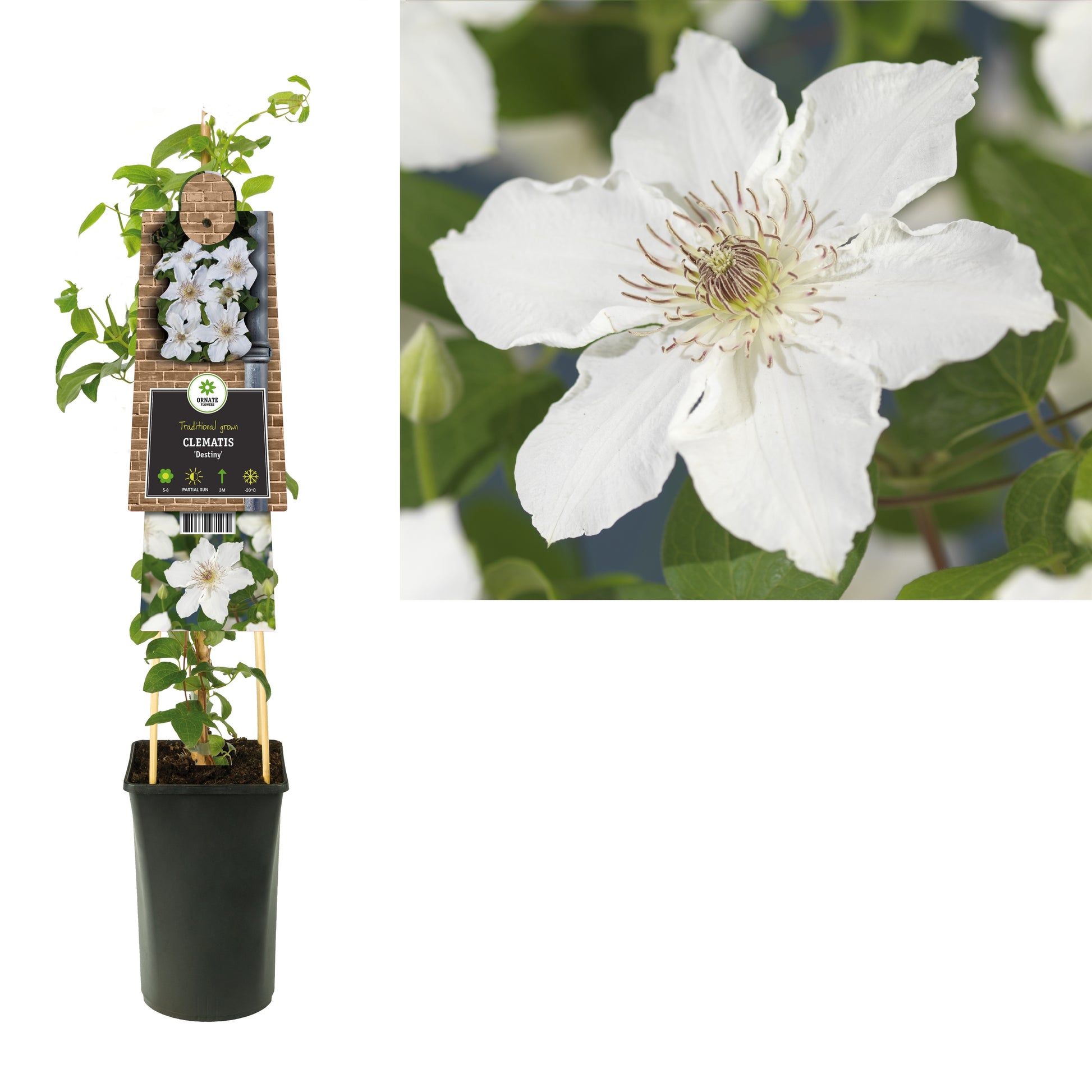 Starre BV, van der Clematis Destiny Pack of 4