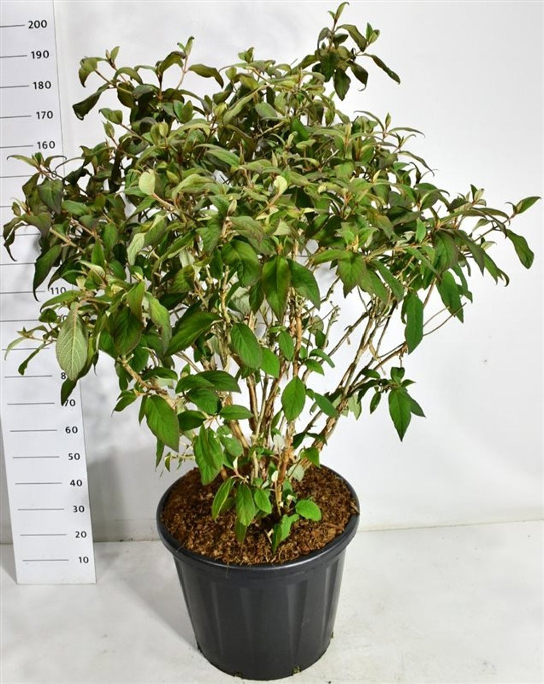 Hydrangea Macorphylla 170cm 60cm Pot