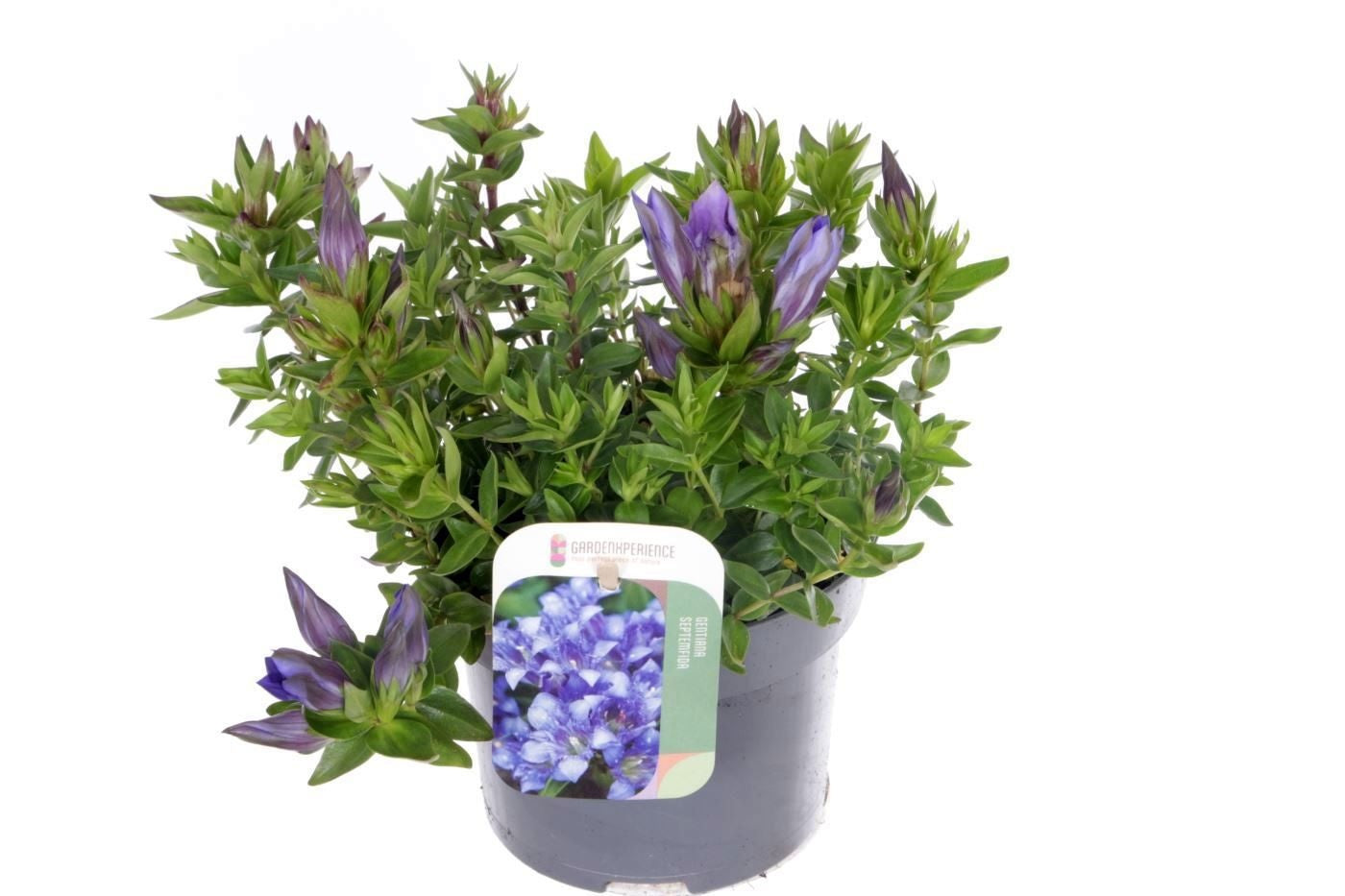 Gentiana sept. lagodechiana 20cm 13cm Pot