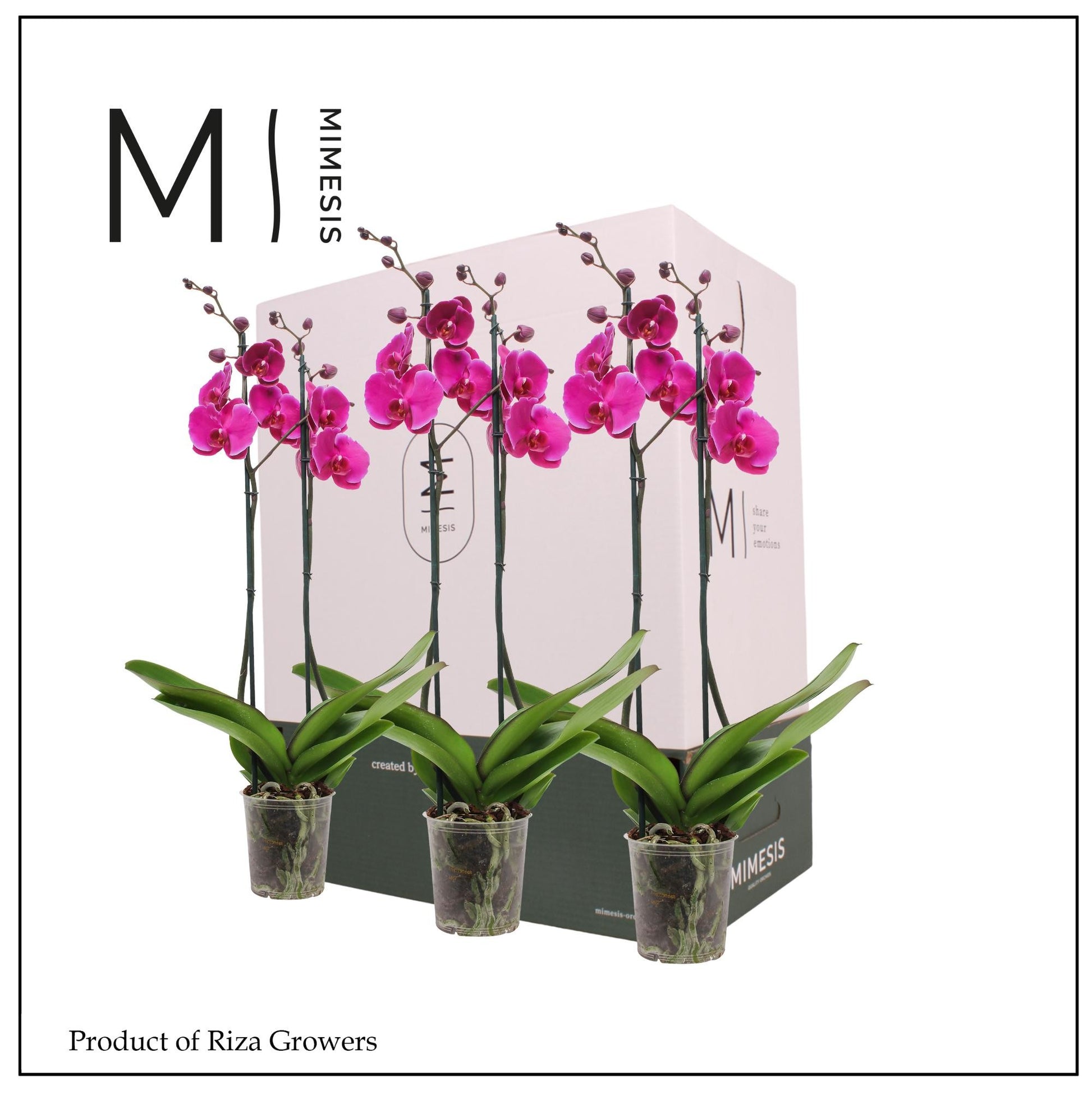 Phalaenopsis purple 70cm 12cm Pot
