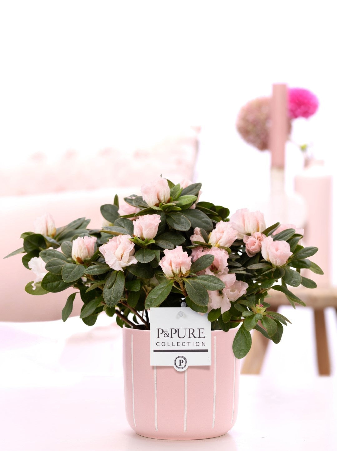 Pure Collection Rhod.Terra Nova Pink (+ drp.Fleur) Pack of 5