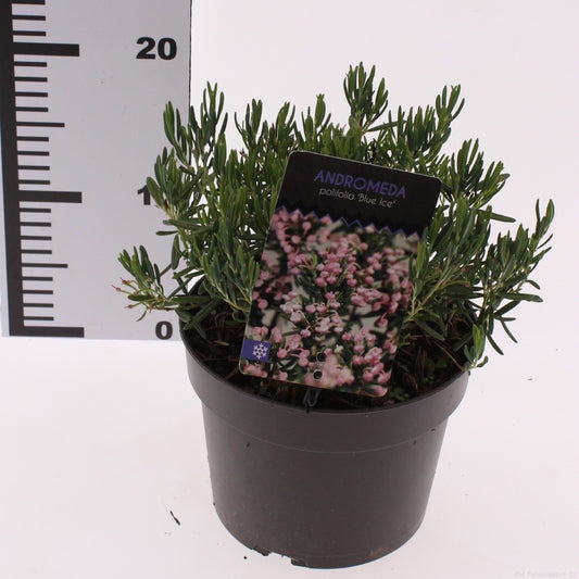 Andromeda Blue Ice 15cm 17cm Pot