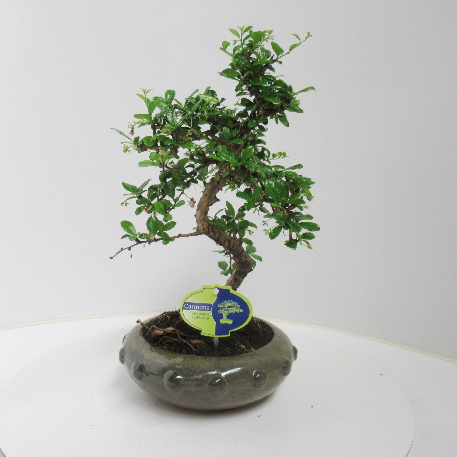 Carmona Bonsai 40cm 21cm Pot