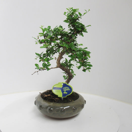 Carmona Bonsai 40cm 21cm Pot