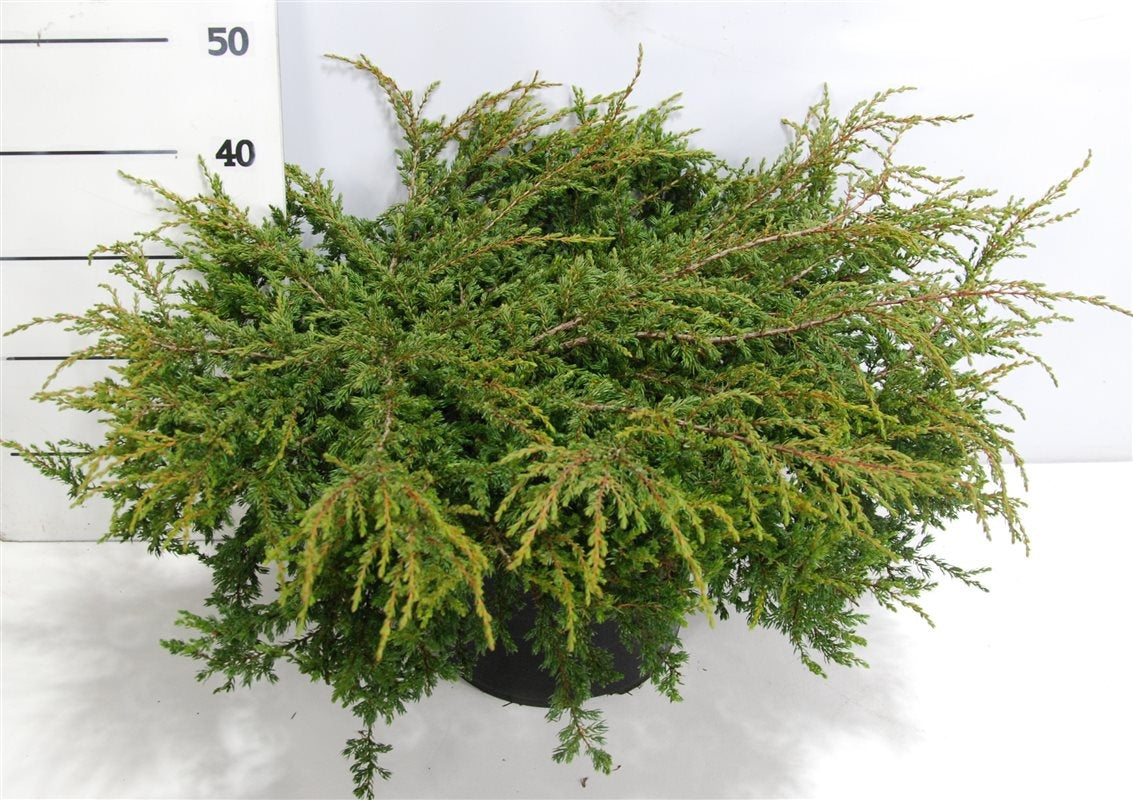 Juniperus Repanda 45cm 32cm Pot