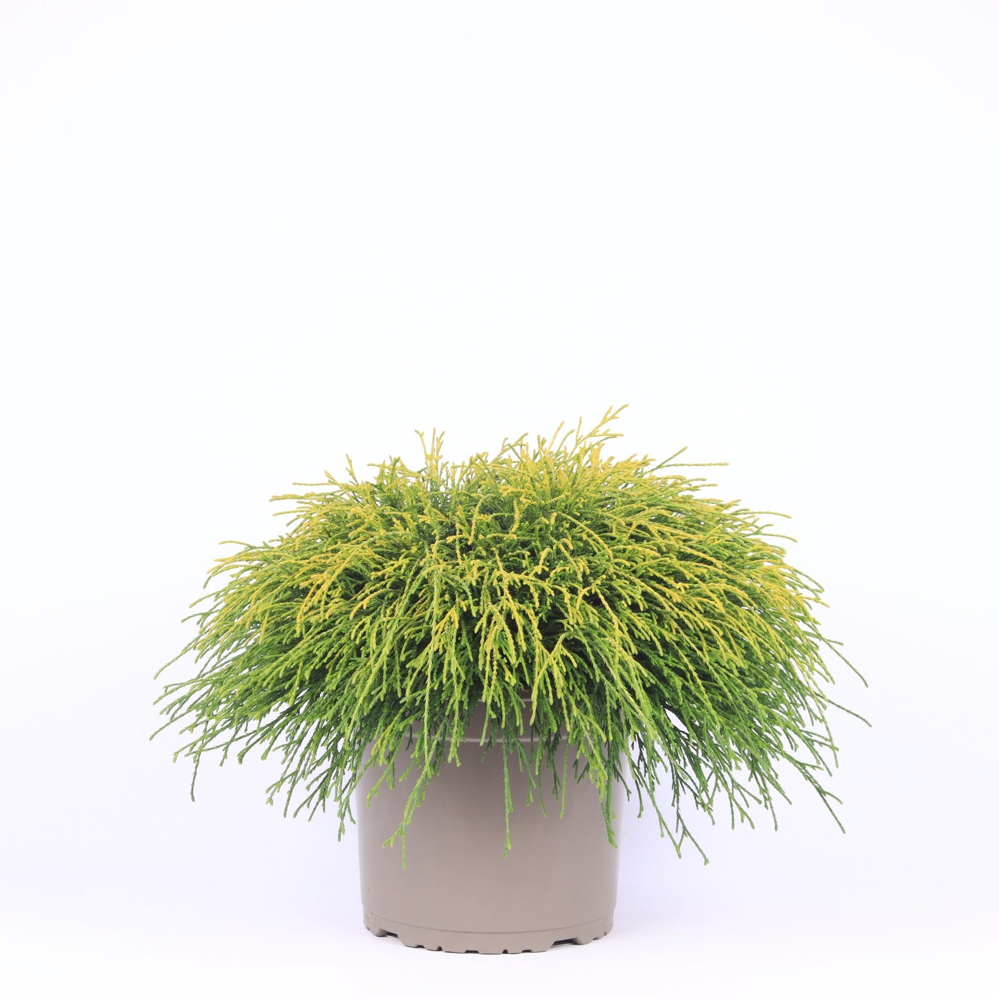 Chamaecyparis Sungold 35cm 23cm Pot