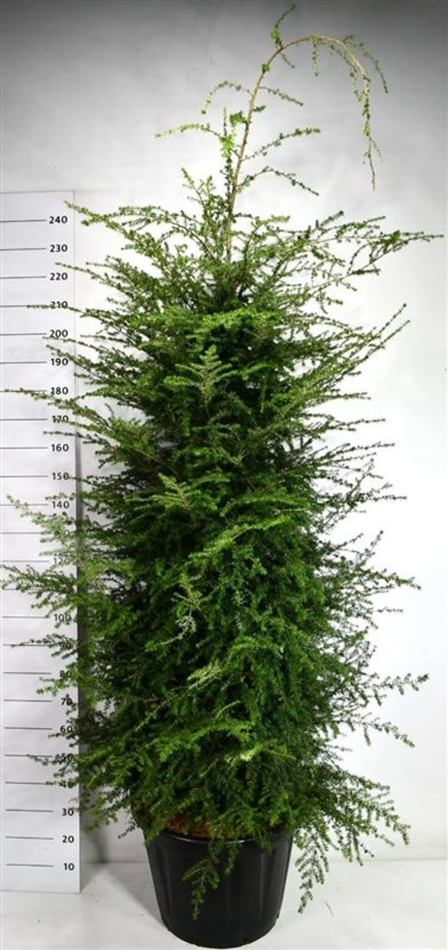 Tsuga heterophylla 250cm 58cm Pot